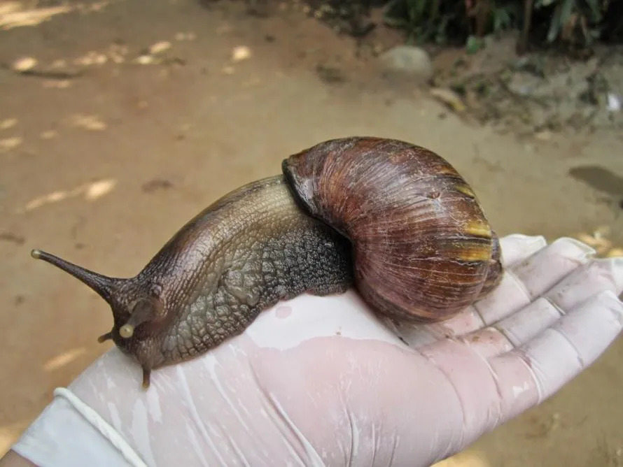 Caracol-gigante-africano-C