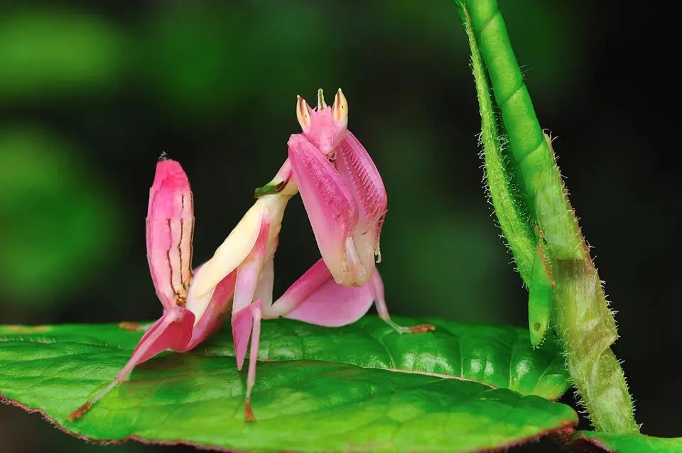 Mantis-orquídea-E