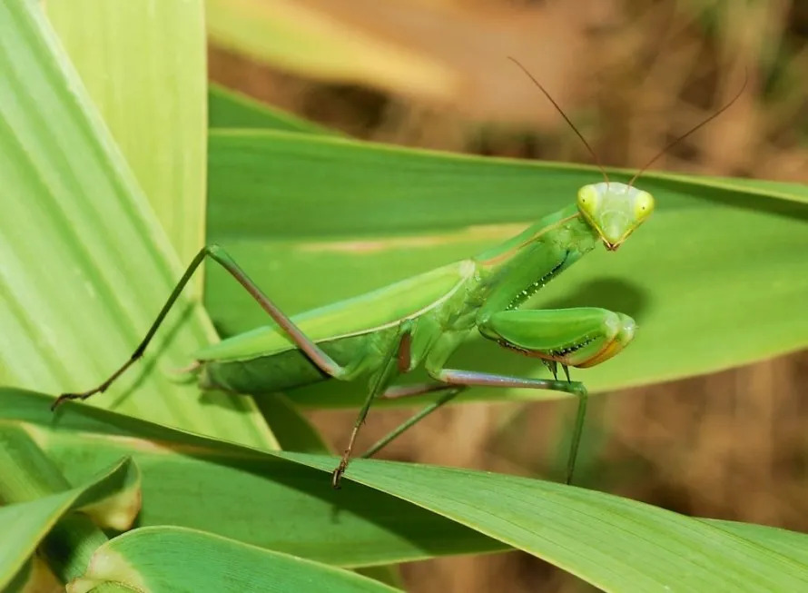 Mantis-religiosa-F